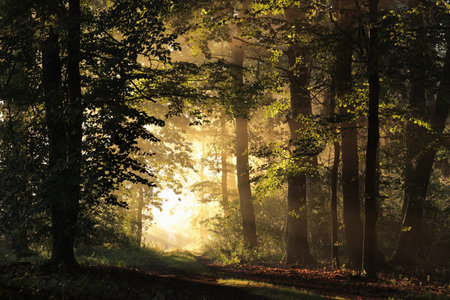 A forest path among oak trees on a misty autumn morningの写真素材