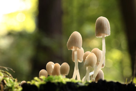 Mushrooms growing on a tree trunk in the forest.