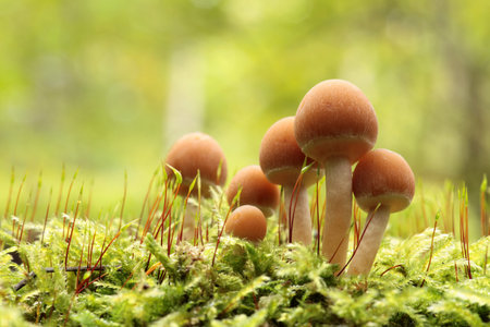 Mushrooms growing on a tree trunk in the forestの写真素材