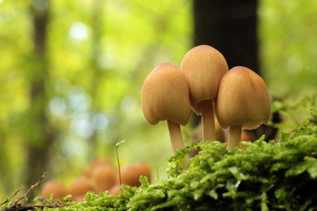 Mushrooms growing on a tree trunk in the forest.の写真素材