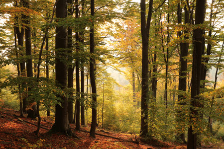 Autumn beech forest on the mountain slope during sunrise. October, Polandの写真素材