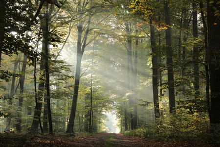 A path through a deciduous forest with the rays of the sun between beech trees on a foggy autumn morning.の写真素材