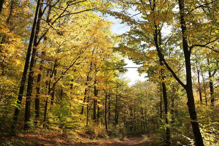 Path through the autumn forest on a sunny morning. October, Poland.の写真素材