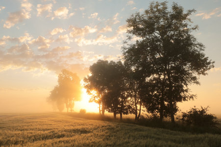 Silhouette of ash trees in a grain field duringの写真素材