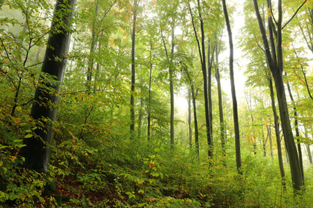 Early autumn beech forest in foggy rainy weather.の写真素材