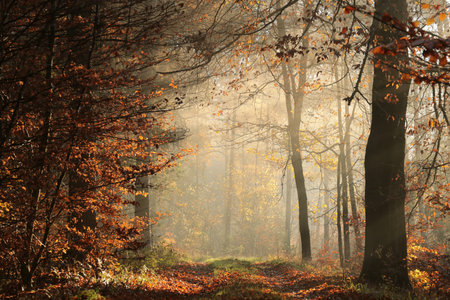 A path through a fairytale autumn forest on a foggy November morning.の写真素材