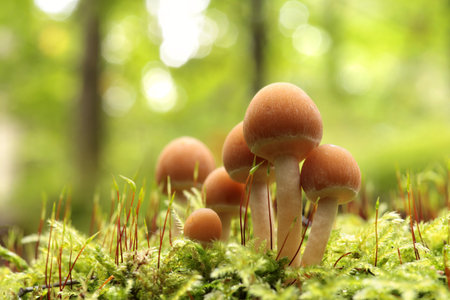 Mushrooms growing on a tree trunk in the forestの写真素材