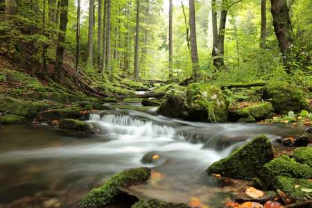 Forest stream flowing down from the mountainsの写真素材