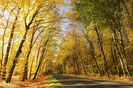 Path through the autumn forest on a sunny morning. Octの写真素材