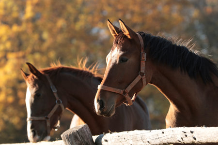 Mares in the pasture on a sunny morning.の写真素材