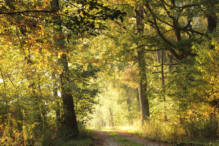 Forest trail among oak trees on a sunny autumn morning, Octoberの写真素材