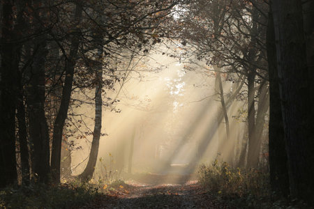 A path through a fairytale autumn forest on a foggy November morningの写真素材
