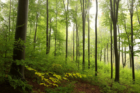 Early autumn beech forest in foggy rainy weatherの写真素材