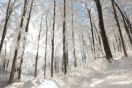 Winter beech forest covered with fresh snow, Polandの写真素材