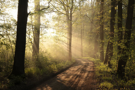 Country road through the forest on a foggy spring morningの写真素材