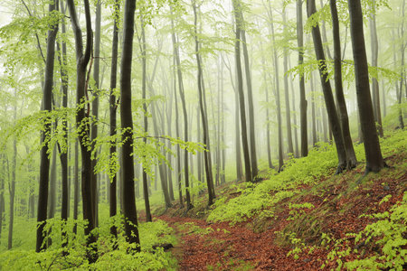 Beech trees in spring forest on a mountain slope in foggy, rainy weather.の写真素材