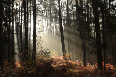 Sunrise in a misty coniferous forest in mid-October, Poland.の写真素材