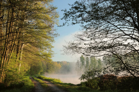 Dirt road on the edge of a pond on a foggy spring day during sunrise, Poland.の写真素材