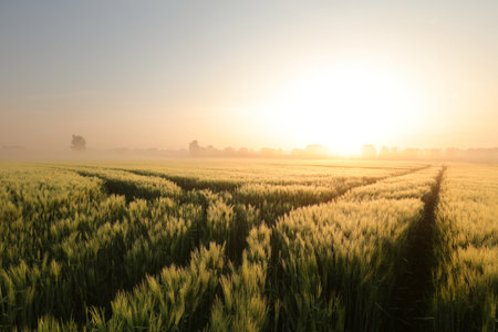 Spring landscape, dirt road in grain field at sunrise, Poland.の写真素材