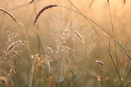 Spider web on a meadow during sunrise