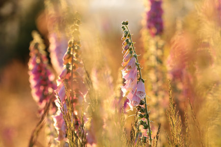 Purple foxglove - Digitalis purpurea in the meadow during sunsetの写真素材