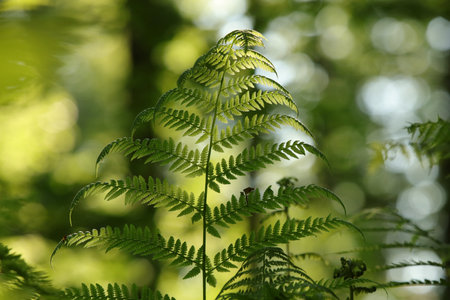 Close-up of fern in the forest on a sunny spring morningの写真素材