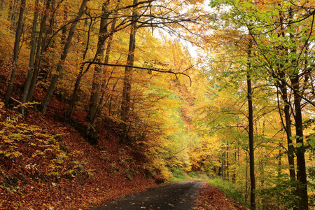 Beech trees in the orange colors of autumn.の写真素材