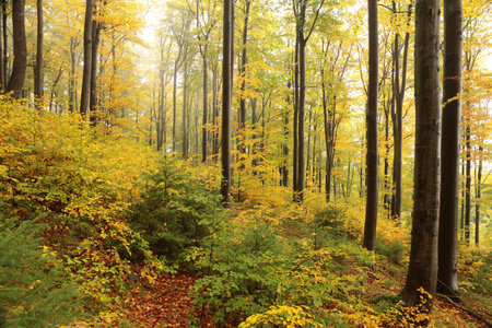 Beech trees in autumn forest on a foggy, rainy weather, Poland.の写真素材