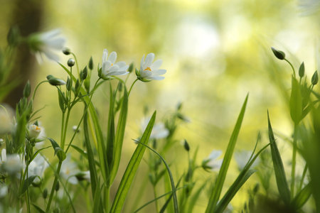 Rabelera - Stellaria holostea blooming in the forest.の写真素材