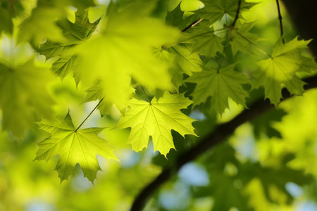 Close-up of spring maple leaves on tree branchの写真素材