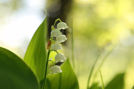 Lily of the valley in forest, close-up, selective focusの写真素材