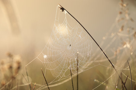 Spider web on a meadow during sunrise.の写真素材