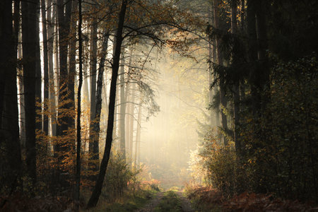 Path through the autumn coniferous forest during sunriseの写真素材