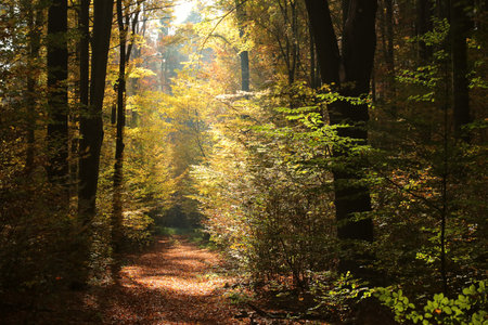 Forest path among beech trees on a sunny autumn morning.の写真素材