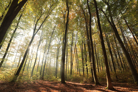 Autumn beech forest during sunrise. October, Polandの写真素材