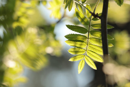 Close-up of spring rowan leaf in the morning, April, Poland.の写真素材