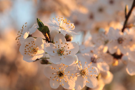 Close-up of white cherry blossoms at sunset, early spring, Poland.の写真素材