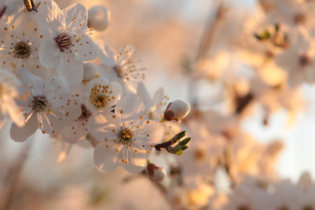 Close-up of white cherry blossoms at sunset, early spring, Poland.の写真素材