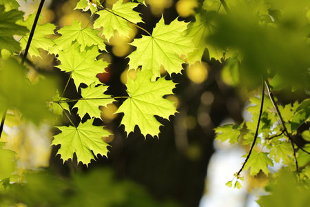 Close-up of spring maple leaves on tree branchの写真素材