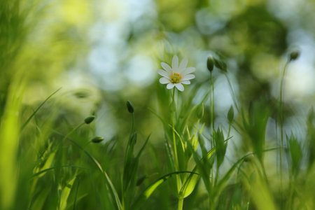 Stellaria holostea blooming in the forestの写真素材