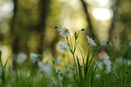 Rabelera - Stellaria holostea blooming in the forestの写真素材