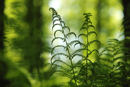 Fern in the forest on a sunny spring morning, Polandの写真素材
