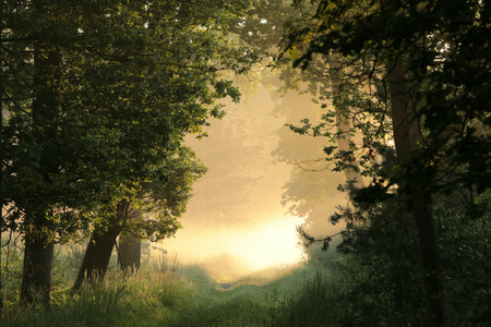 Dirt road through a deciduous forest on a foggy summer morning, Poland.の写真素材
