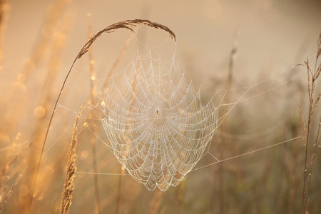 Spider web on a meadow during sunrise.の写真素材