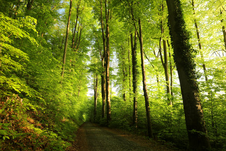 Trail through spring forest among beech trees during sunrise, Poland.の写真素材