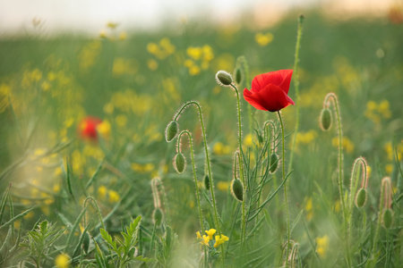 Poppy in the field at sunset.の写真素材