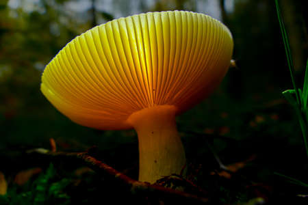 Mushroom that seems to glow by himself.