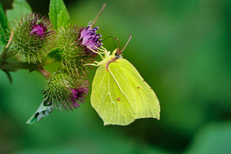 Butterfly, the common brimstone, Gonepteryx rhamni, on the flower of great burdock.の写真素材