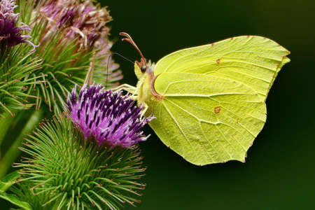 Butterfly, the common brimstone, Gonepteryx rhamni, on the flower of great burdock.の写真素材
