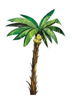 Palm plant tree isolated. Isolated on whiteの写真素材